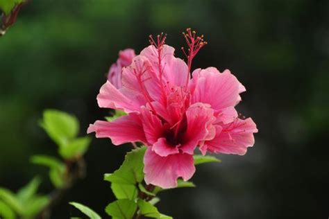 扶桑花风水|扶桑花风水寓意与作用（探索扶桑花的风水奥秘，改善生活能量气。